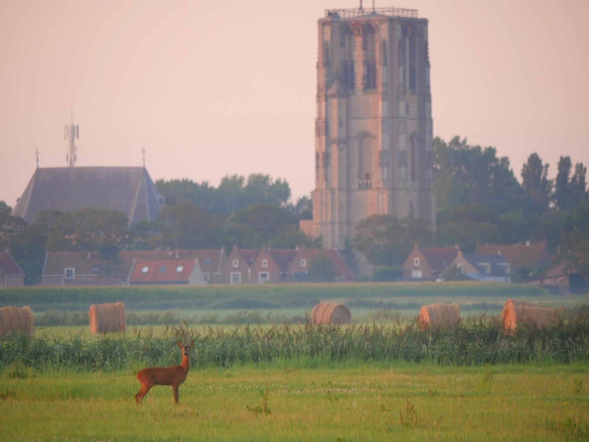 De Dierenweiden Goedereede 객실 사진